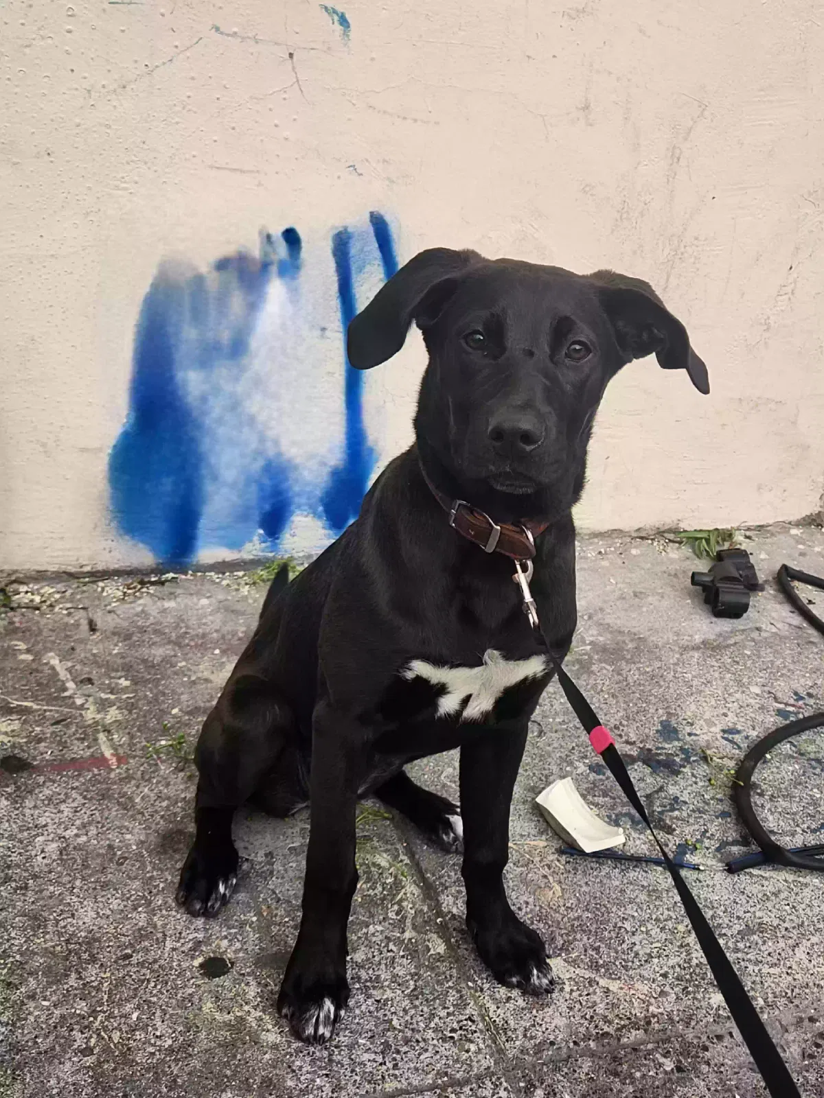 Lost dog in San Francisco, CA, 94110