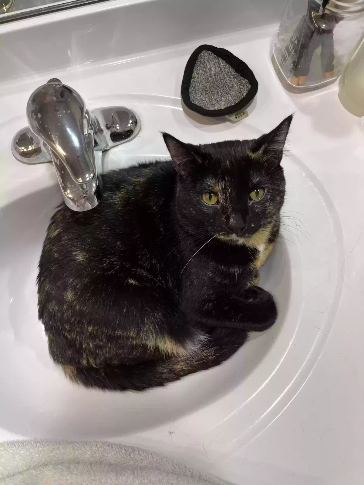Lost cat in Austin, TX, 78737