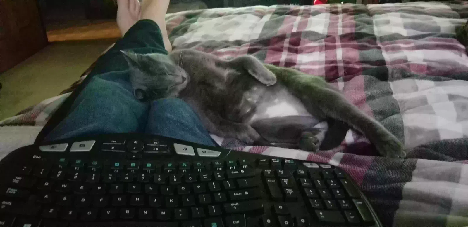Lost cat in Harrisburg, NC, 28075
