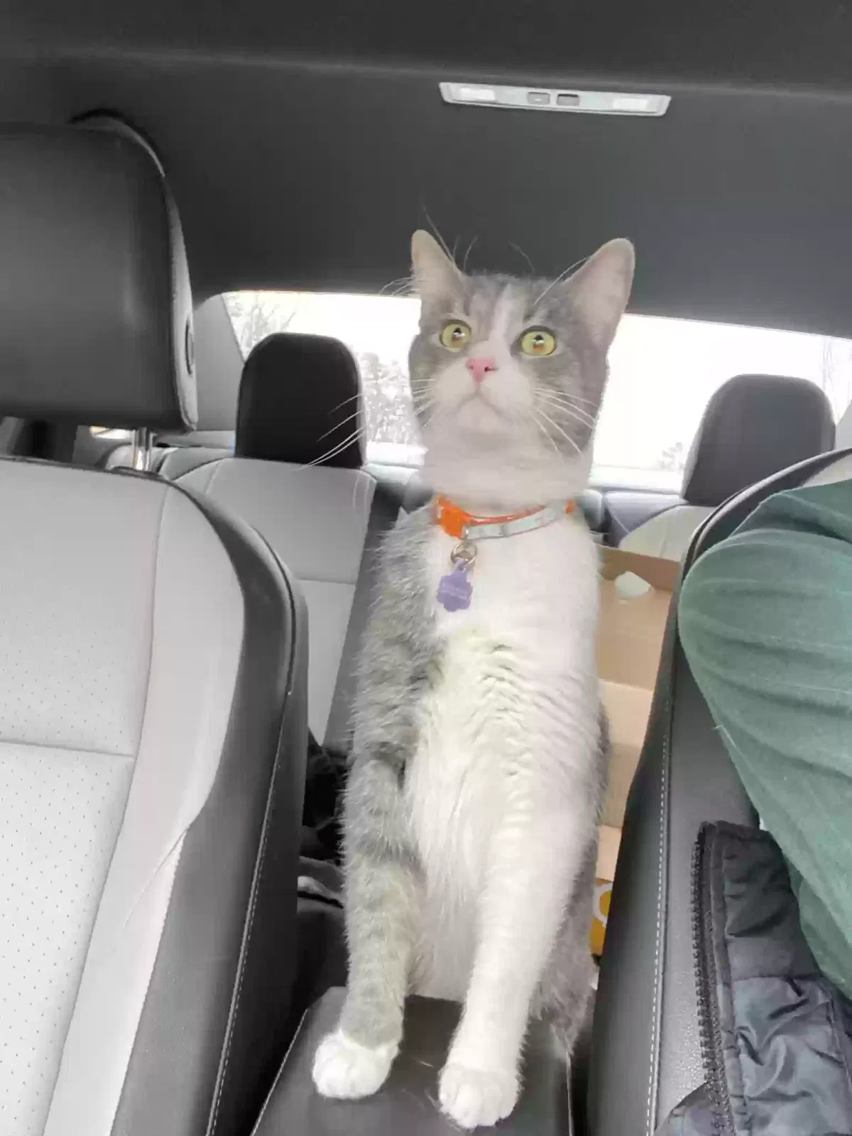 Lost cat in Linthicum Heights, MD, 21090