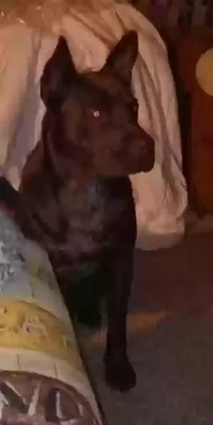 Lost dog in Lakeland, FL, 33809