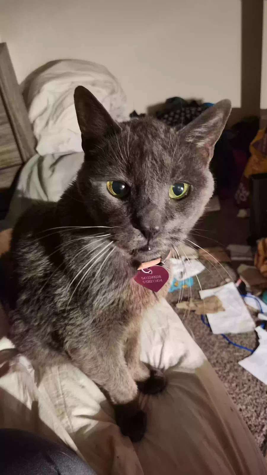 Lost cat in Turlock, CA, 95380