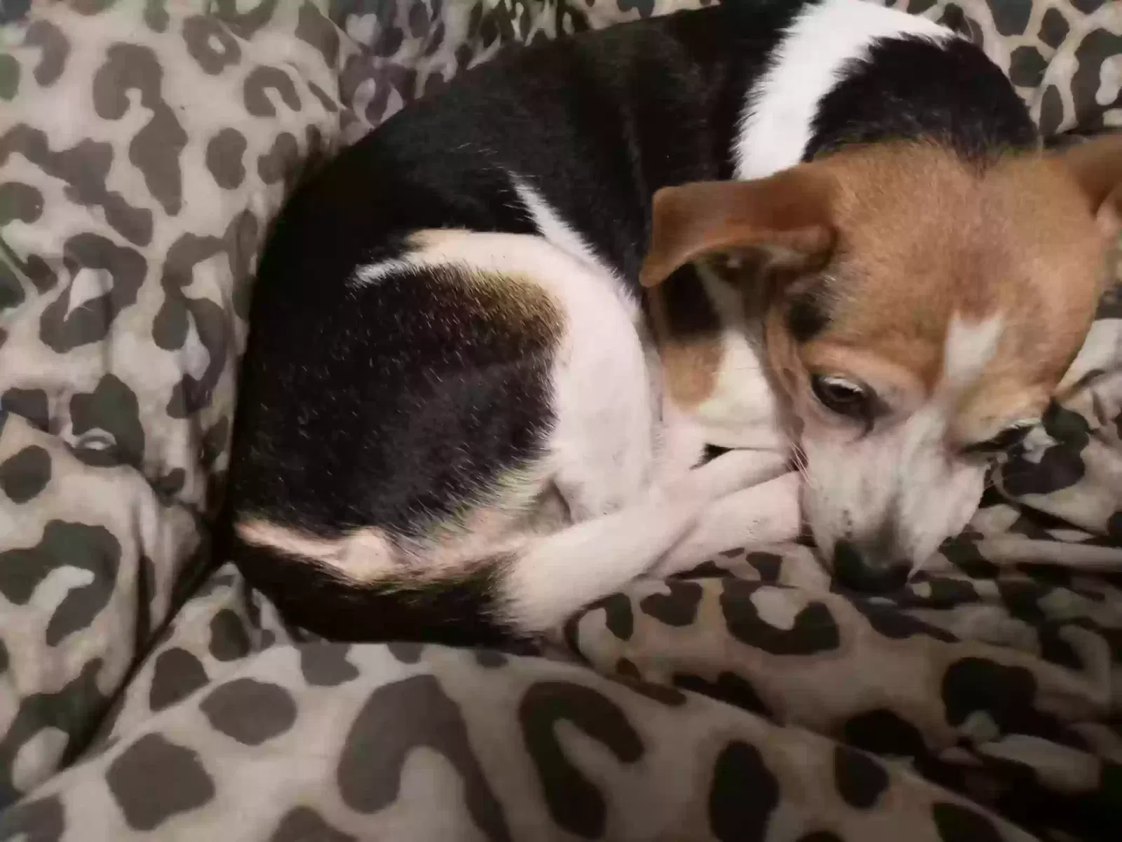 Lost dog in Forney, TX, 75126