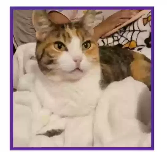 Lost cat in Bellevue, WA, 98008