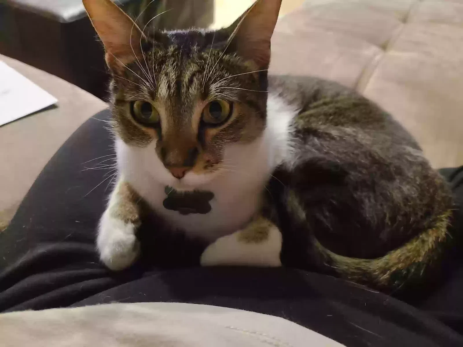 Lost cat in Dade City, FL, 33523