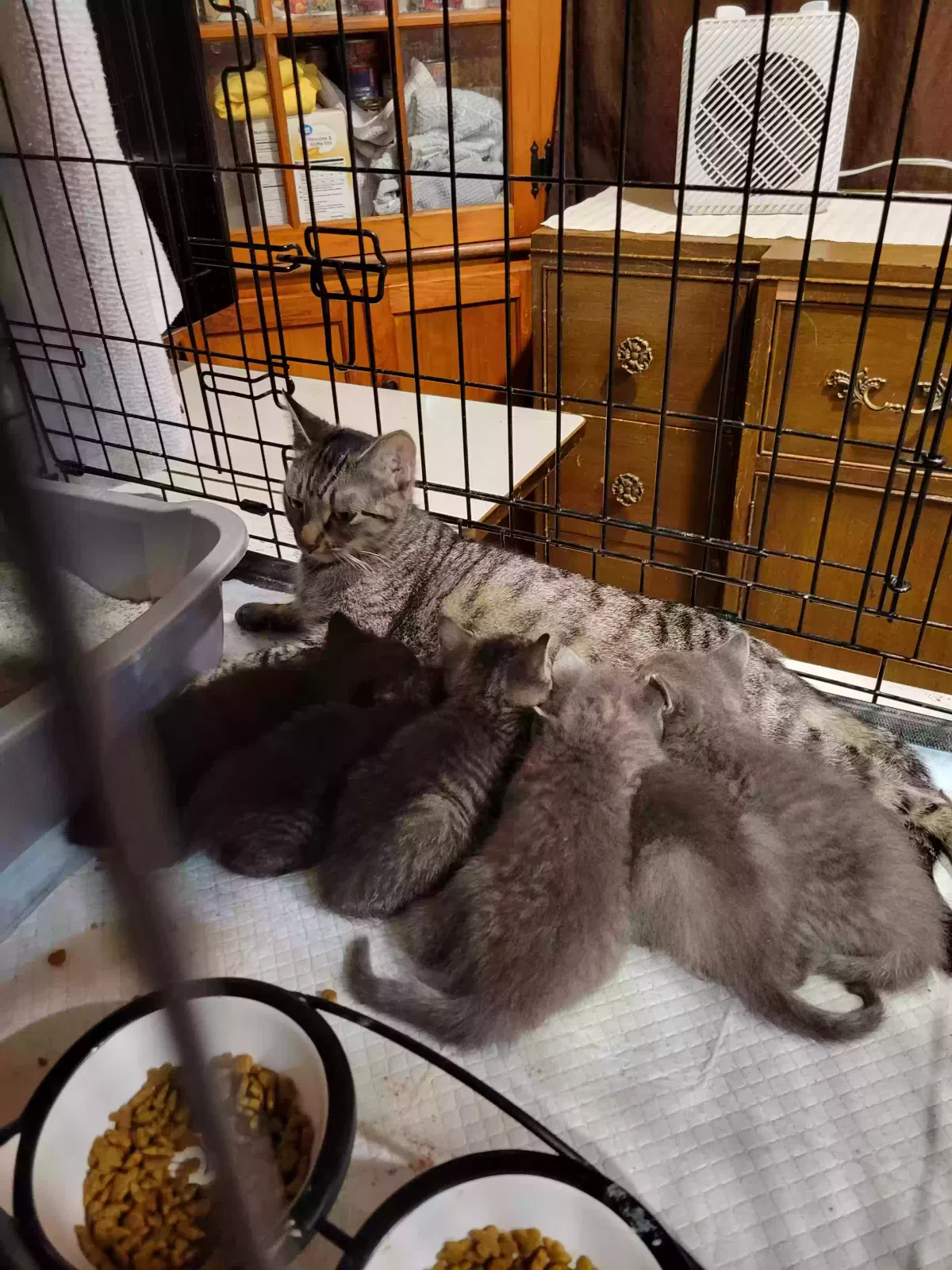 Found cat in Fort Edward, NY, 12828