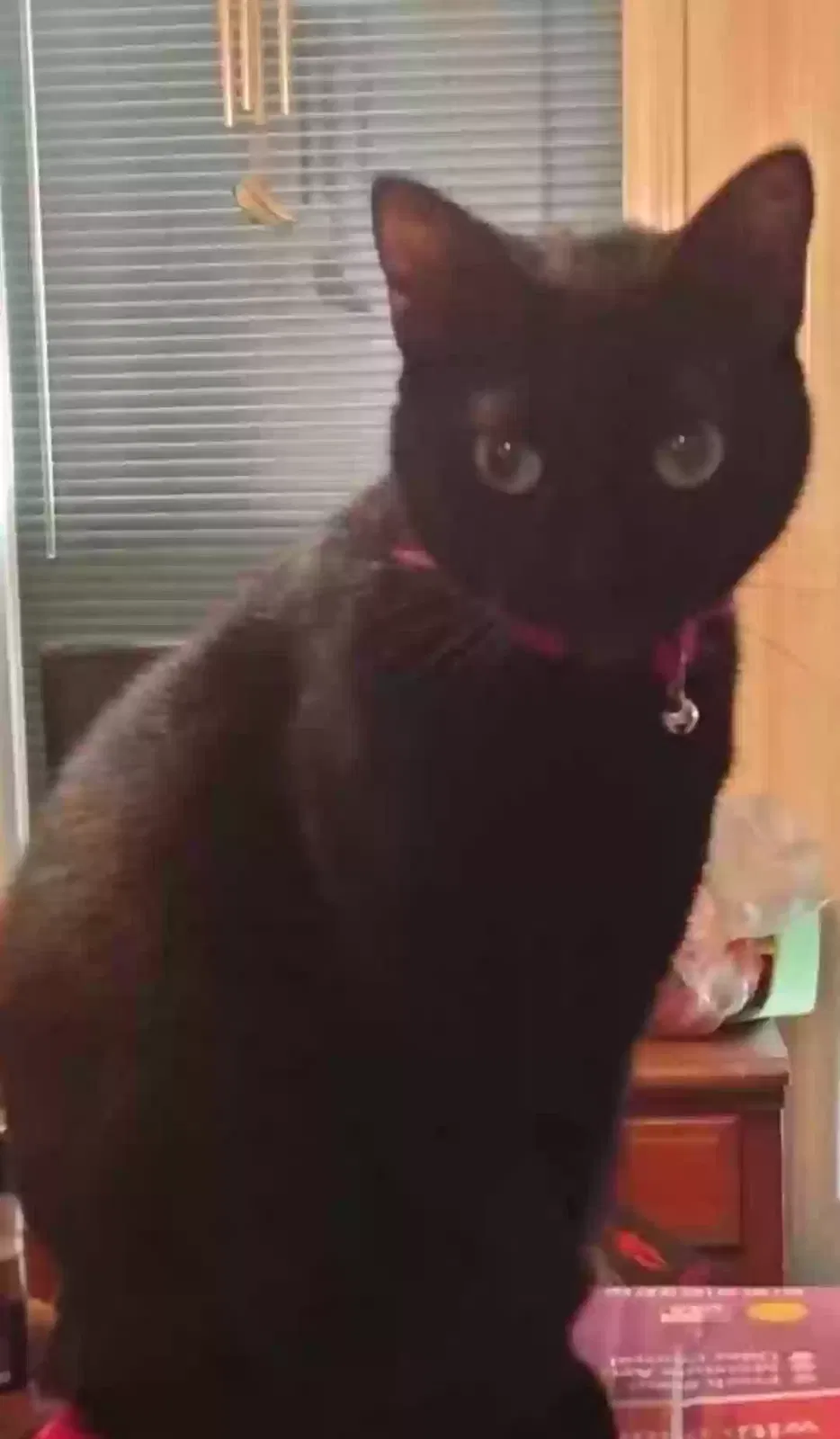 Lost cat in Raeford, NC, 28376