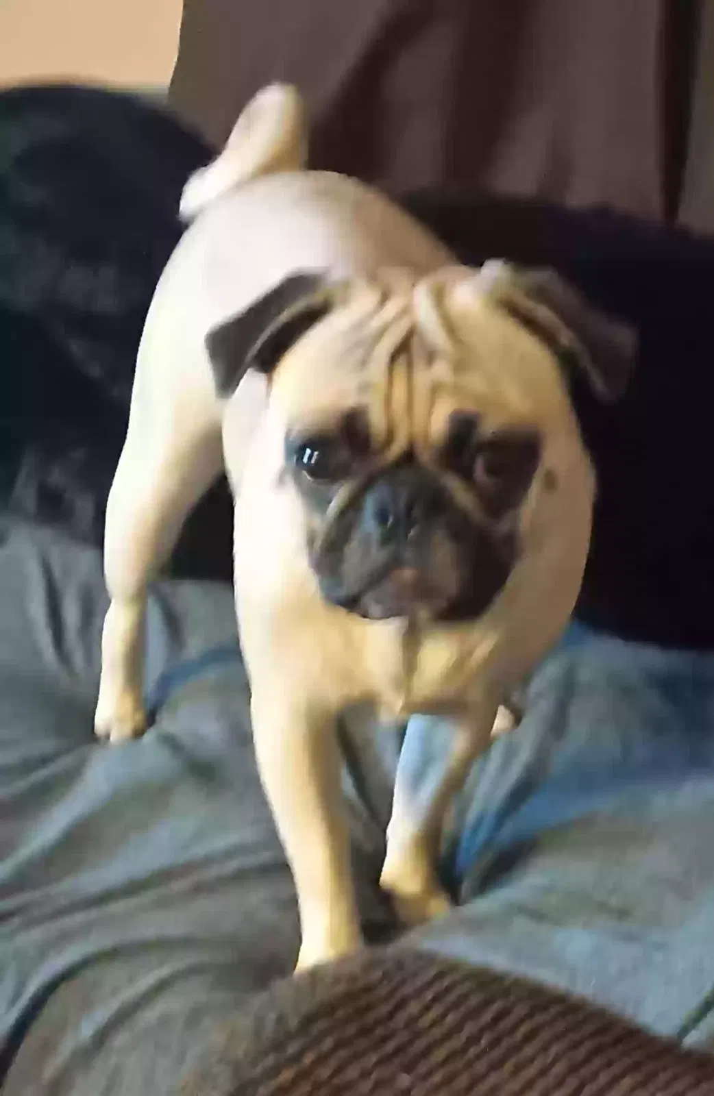 Lost dog in Phoenix, AZ, 85008