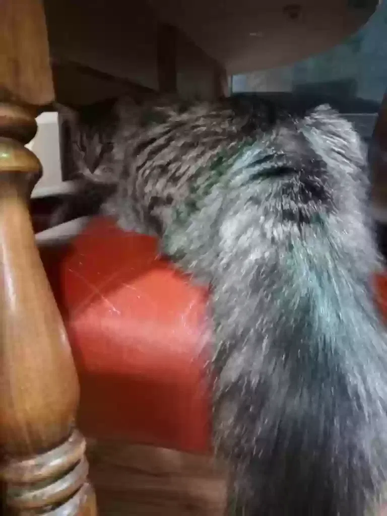 Lost cat in Saint Louis, MO, 63109