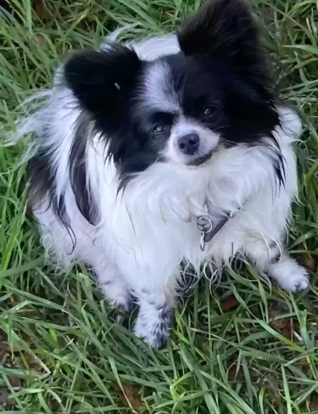 Lost dog in Sparr, FL, 32192