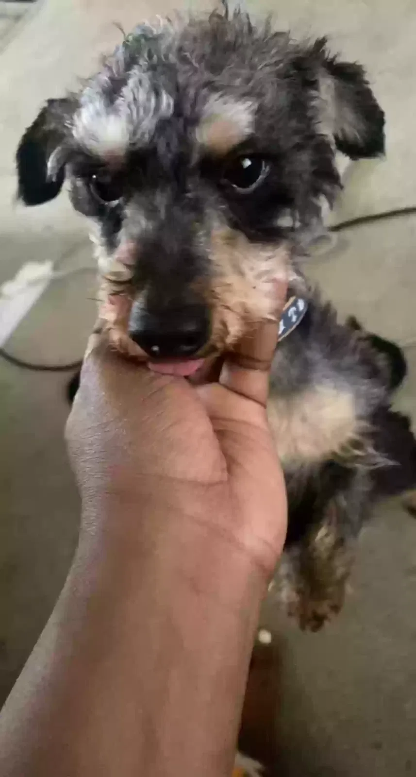 Lost dog in Birmingham, AL, 35215