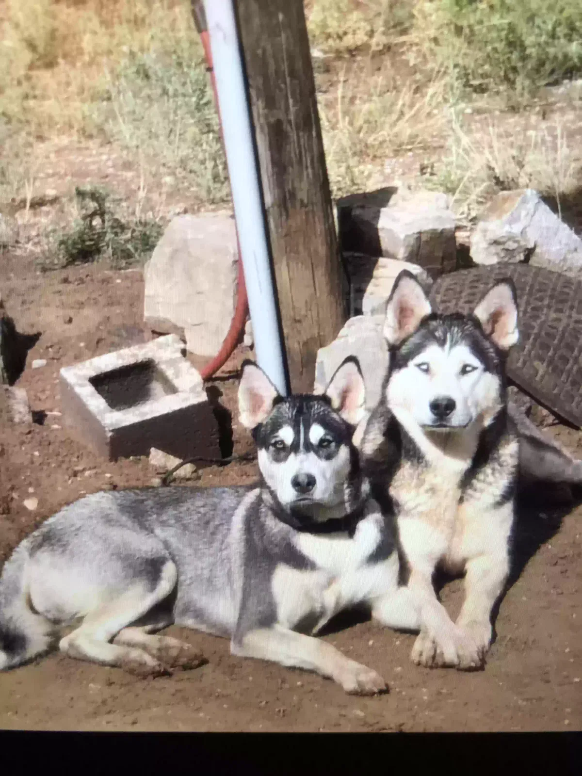 Lost dog in Edgewood, NM, 87015