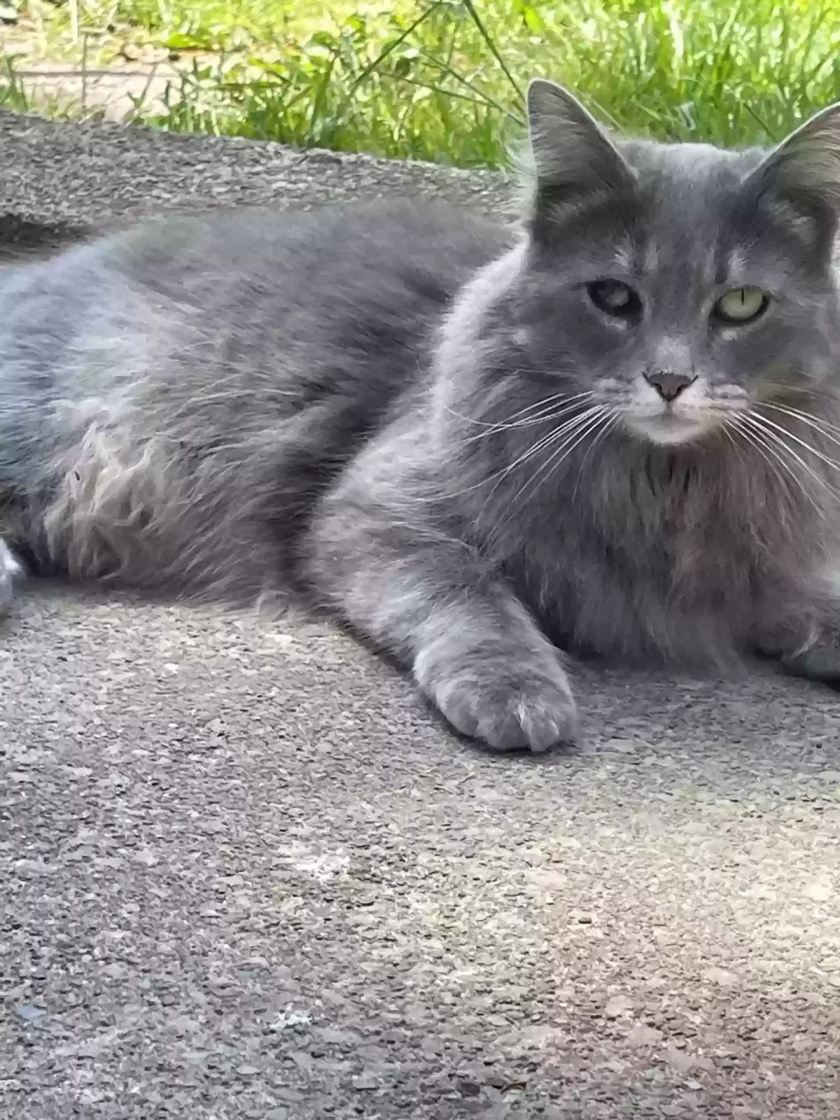 Lost cat in Cleveland, OH, 44109