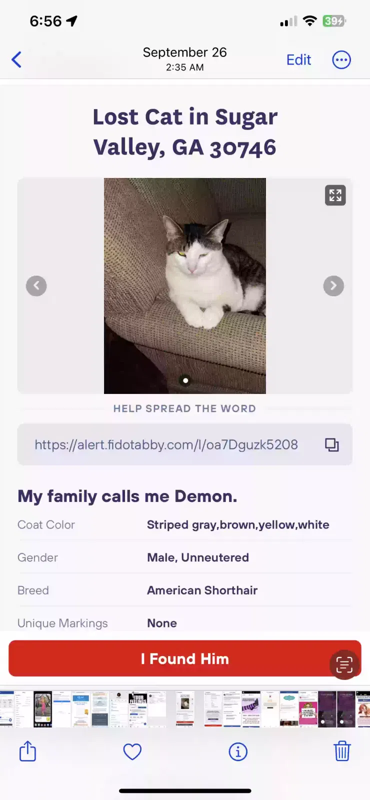 Lost cat in Sugar Valley, GA, 30746