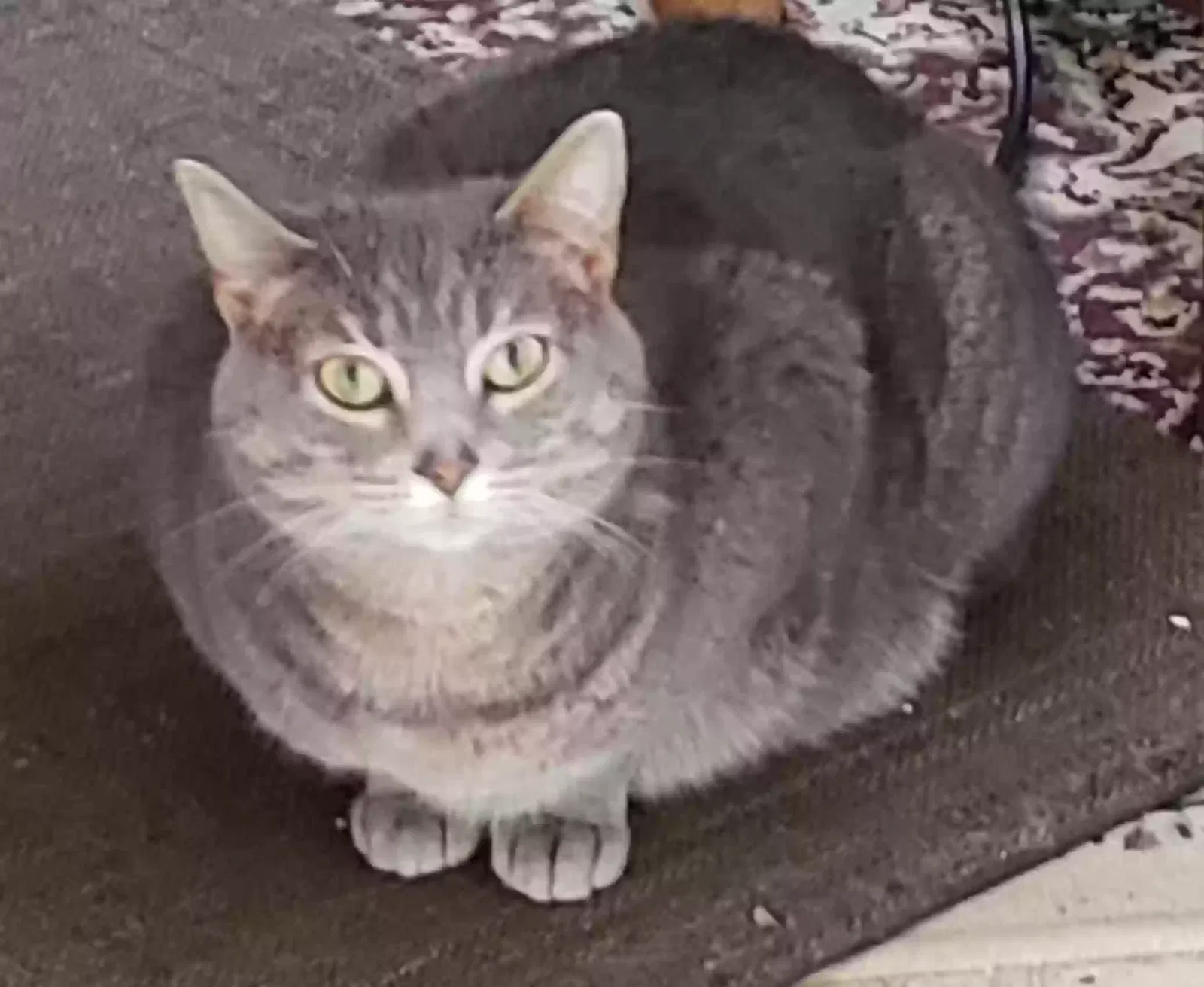 Lost cat in Athelstane, WI, 54104
