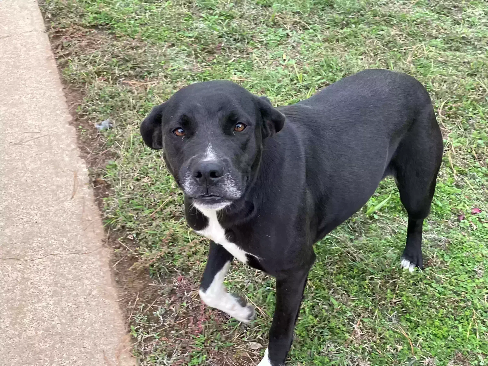 Found dog in Gilmer, TX, 75645