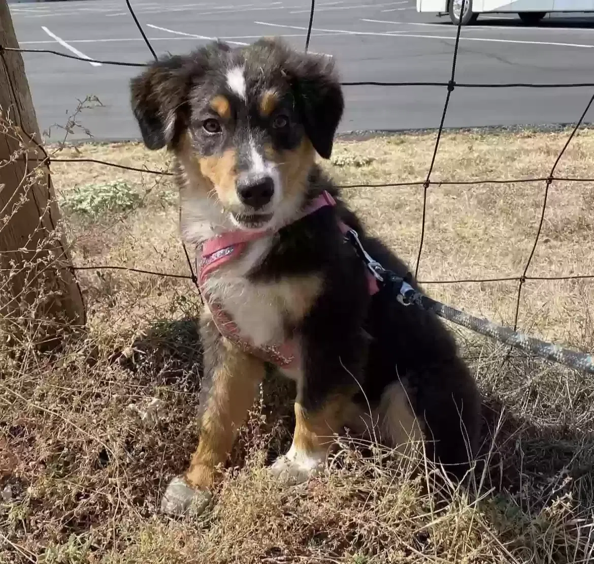 Lost dog in Clovis, CA, 93612