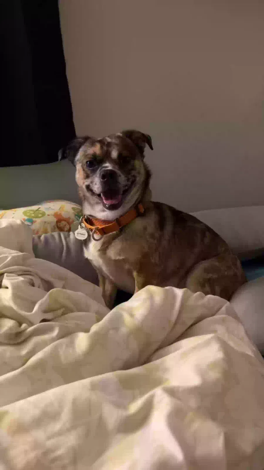 Lost dog in Pittsburgh, PA, 15210
