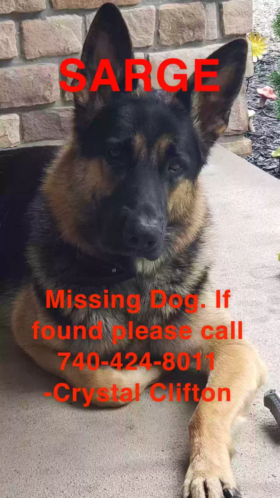 Lost dog in New Cumberland, WV, 26047