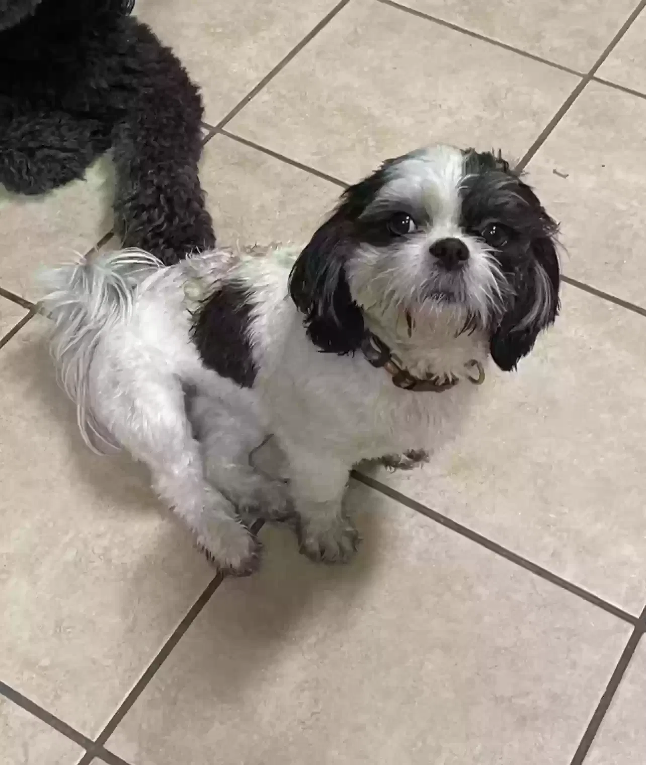 Lost dog in Converse, TX, 78109
