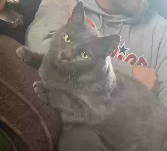Lost cat in Jim Thorpe, PA, 18229