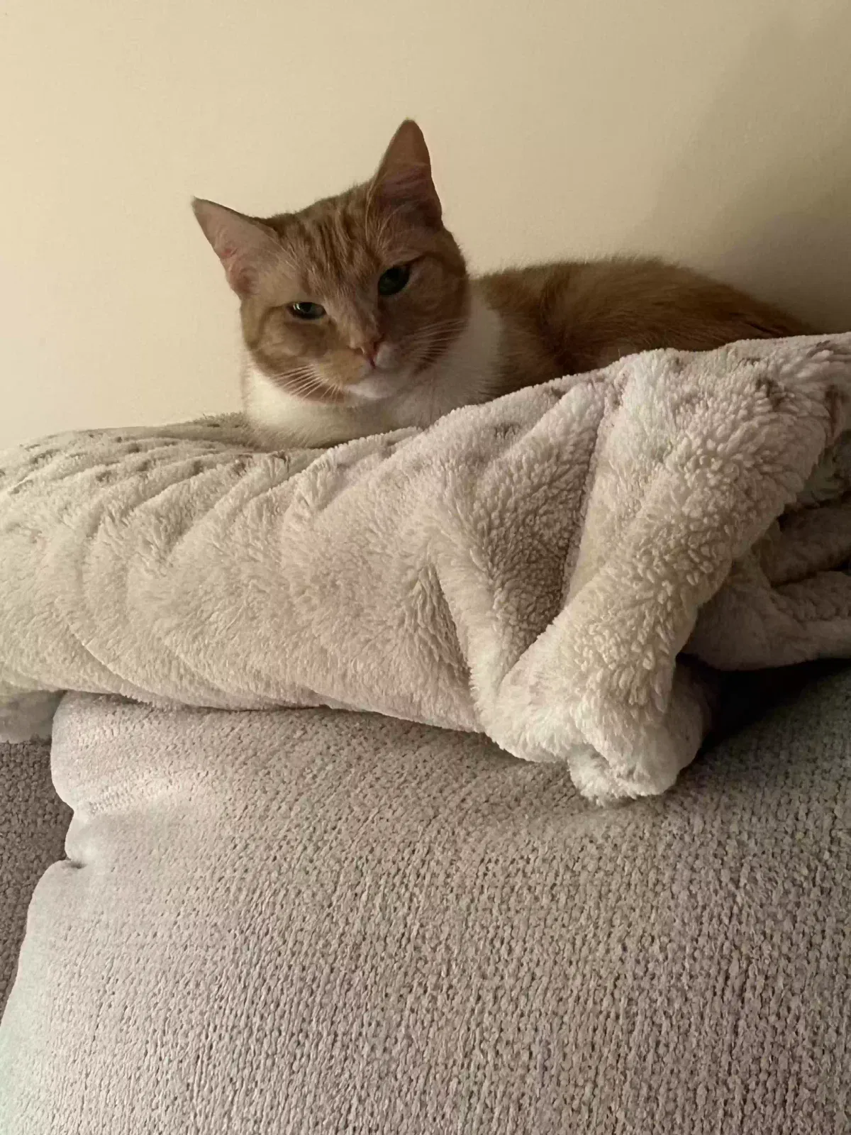 Lost cat in Kernersville, NC, 27284