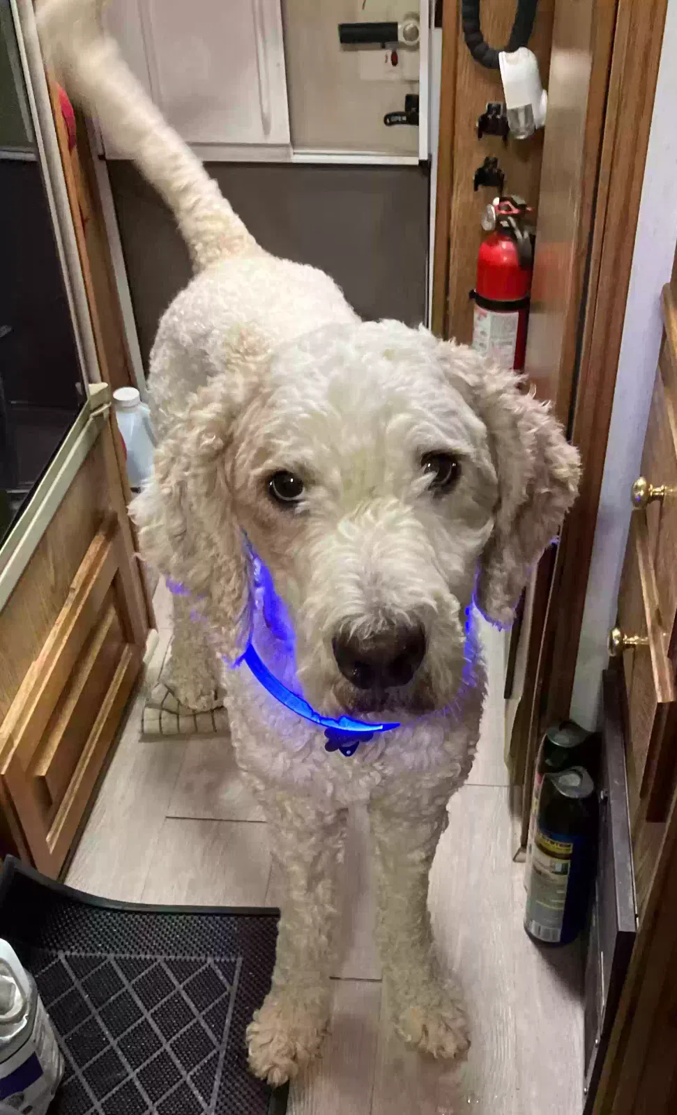 Lost dog in Sunset, SC, 29685