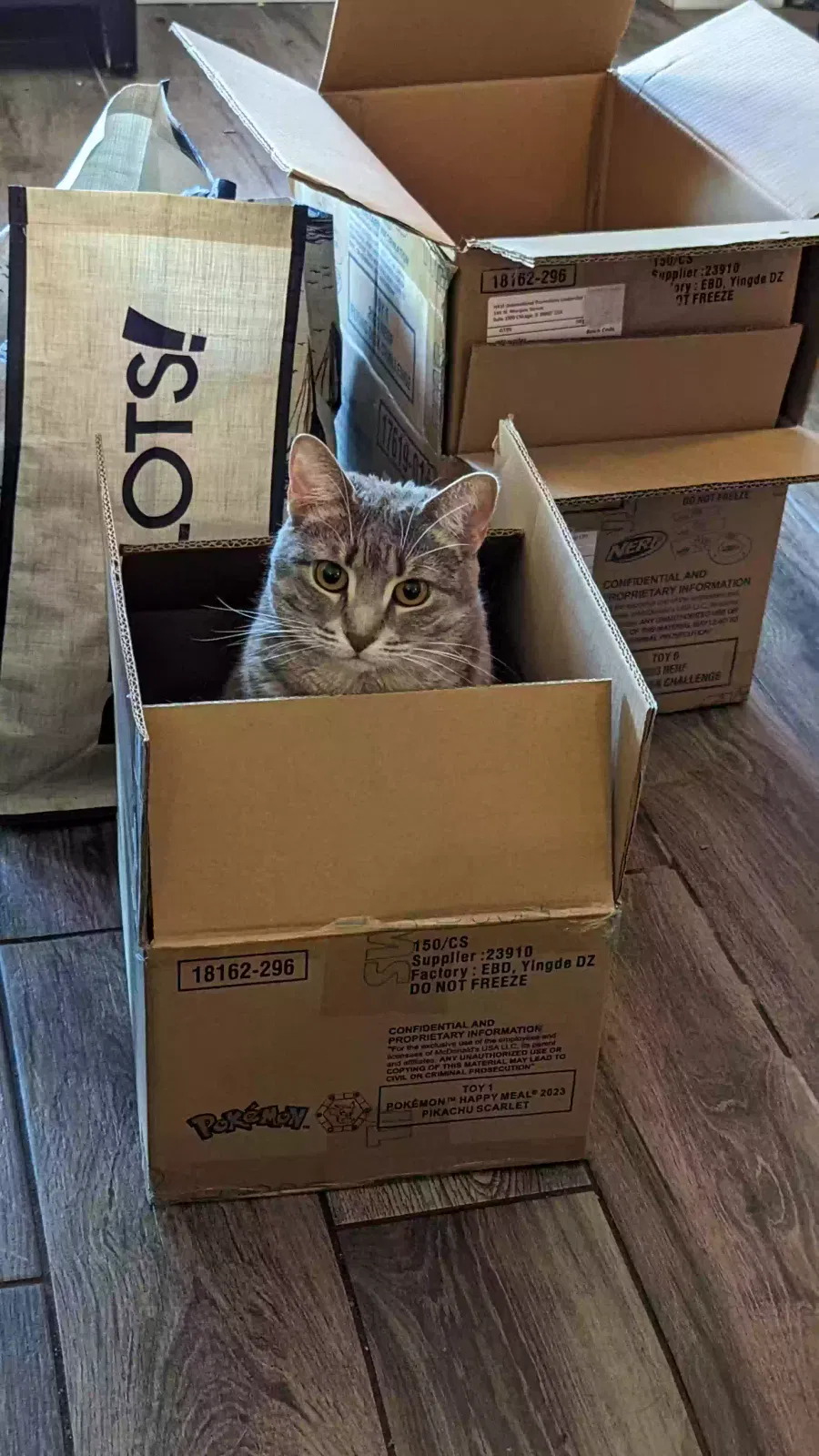 Lost cat in Keller, TX, 76244