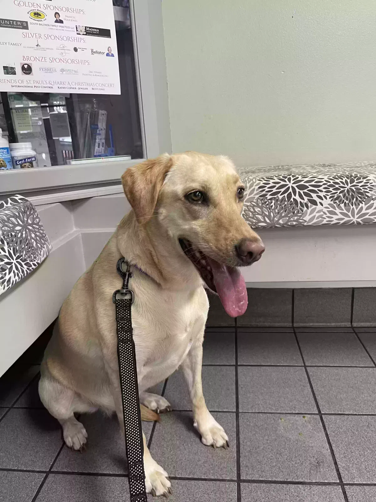 Lost dog in Los Angeles, CA, 90046