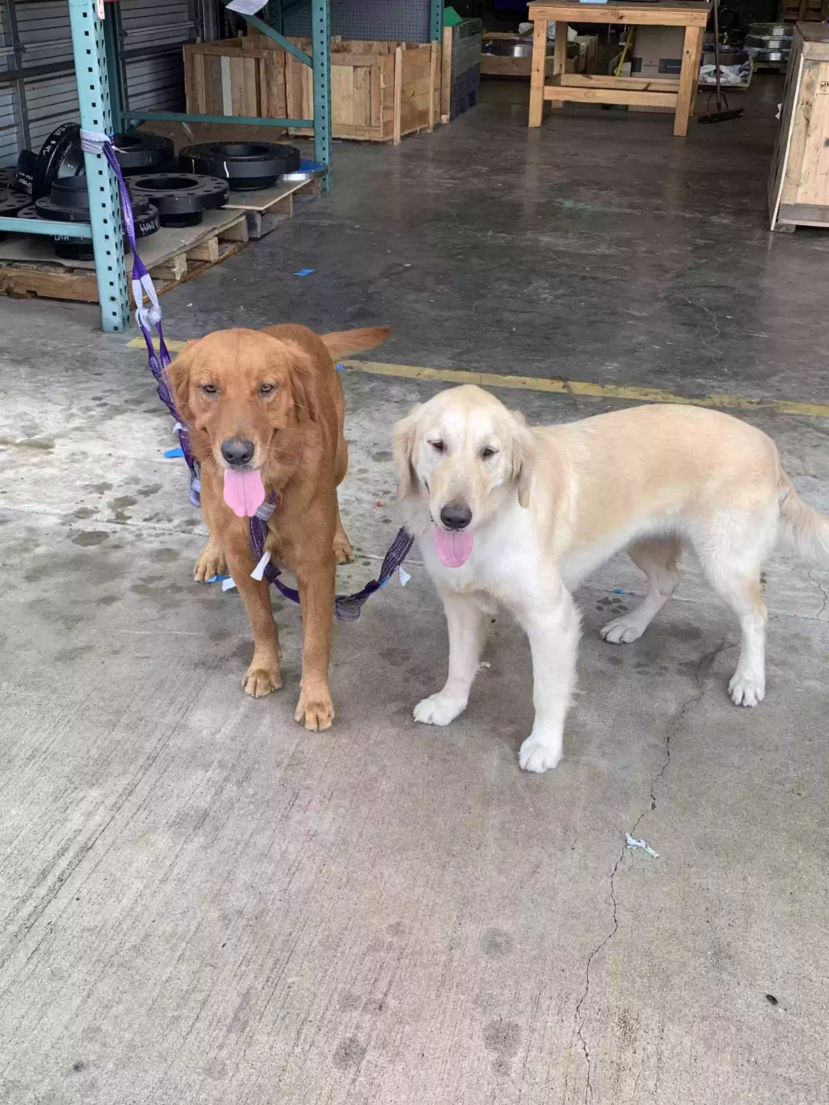 Found dog in Houston, TX, 77040