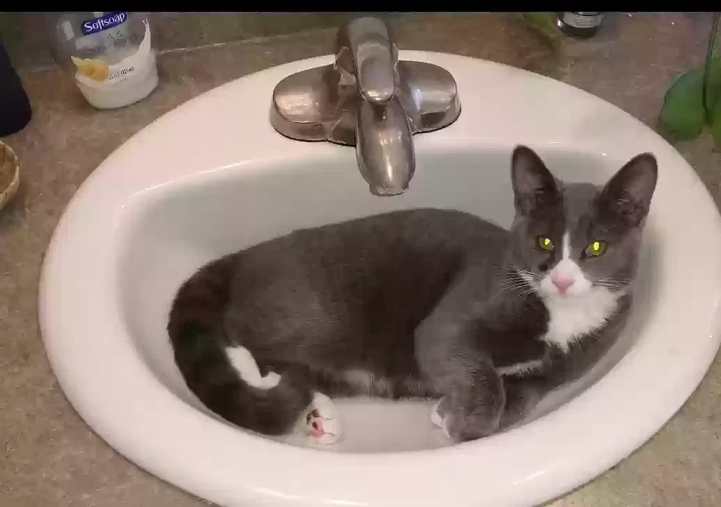 Lost cat in Rockton, IL, 61072
