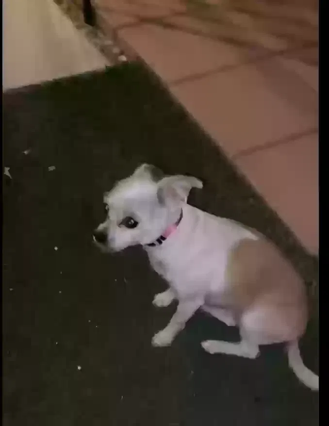 Lost dog in Las Vegas, NV, 89148