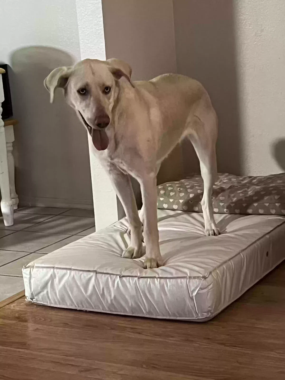 Lost dog in Rio Rancho, NM, 87124