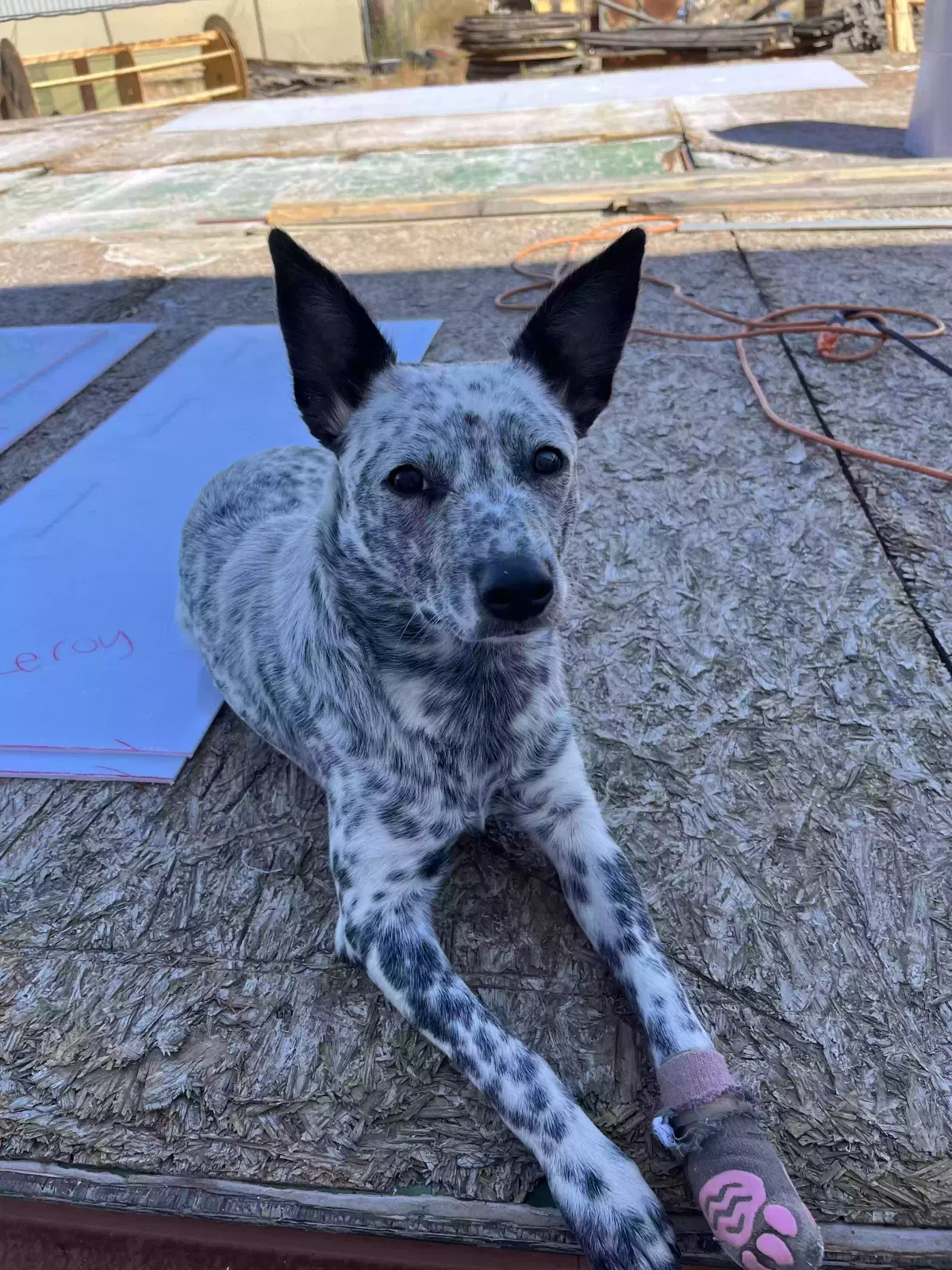 Lost dog in Rio Rancho, NM, 87124