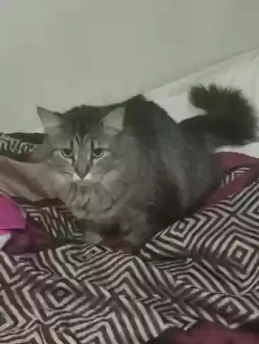 Lost cat in Saint Louis, MO, 63109