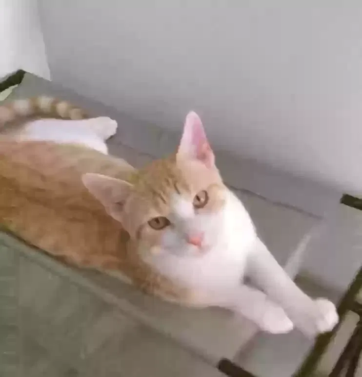 Lost cat in Sarasota, FL, 34232