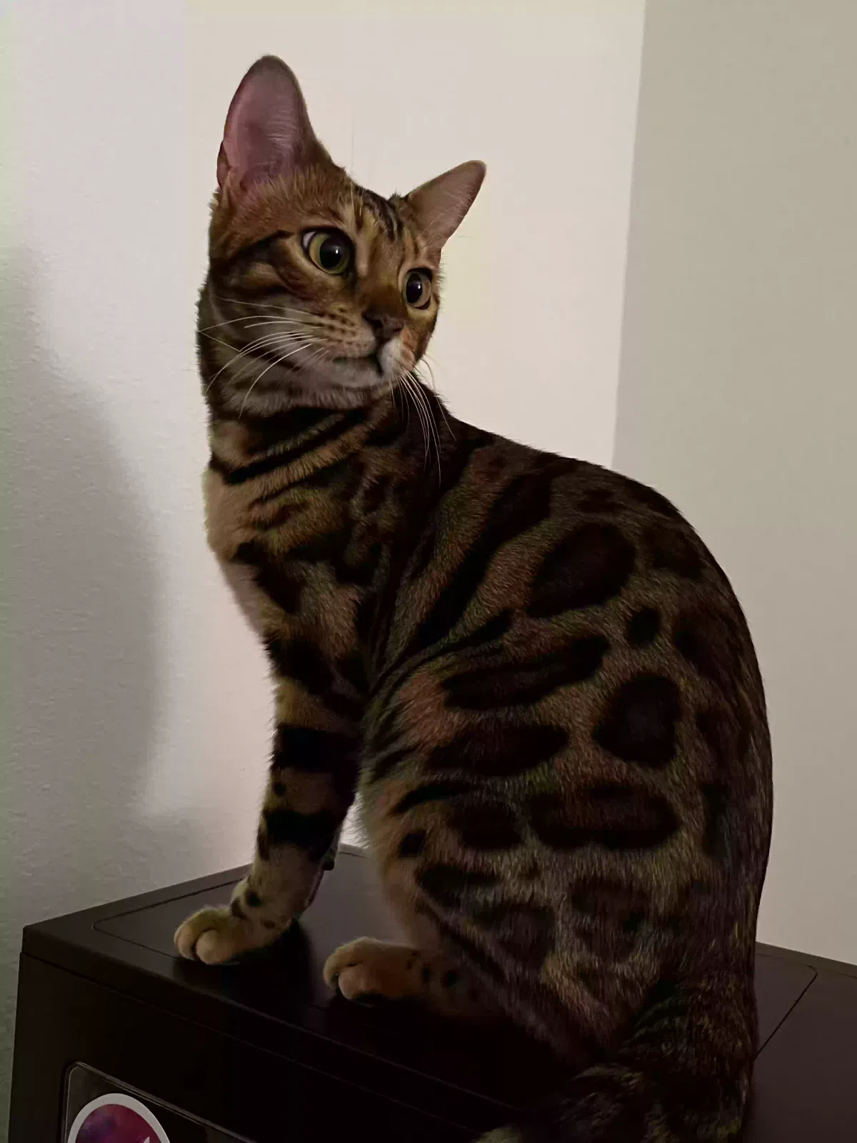 Lost cat in Las Vegas, NV, 89148