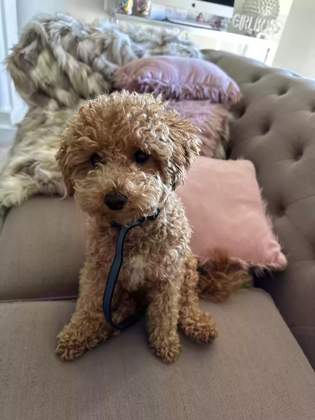 Lost dog in San Bernardino, CA, 92407