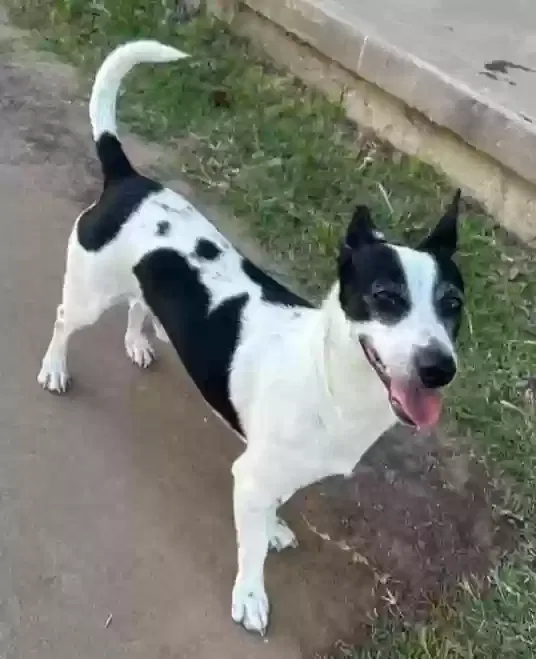 Lost dog in Clovis, NM, 88101