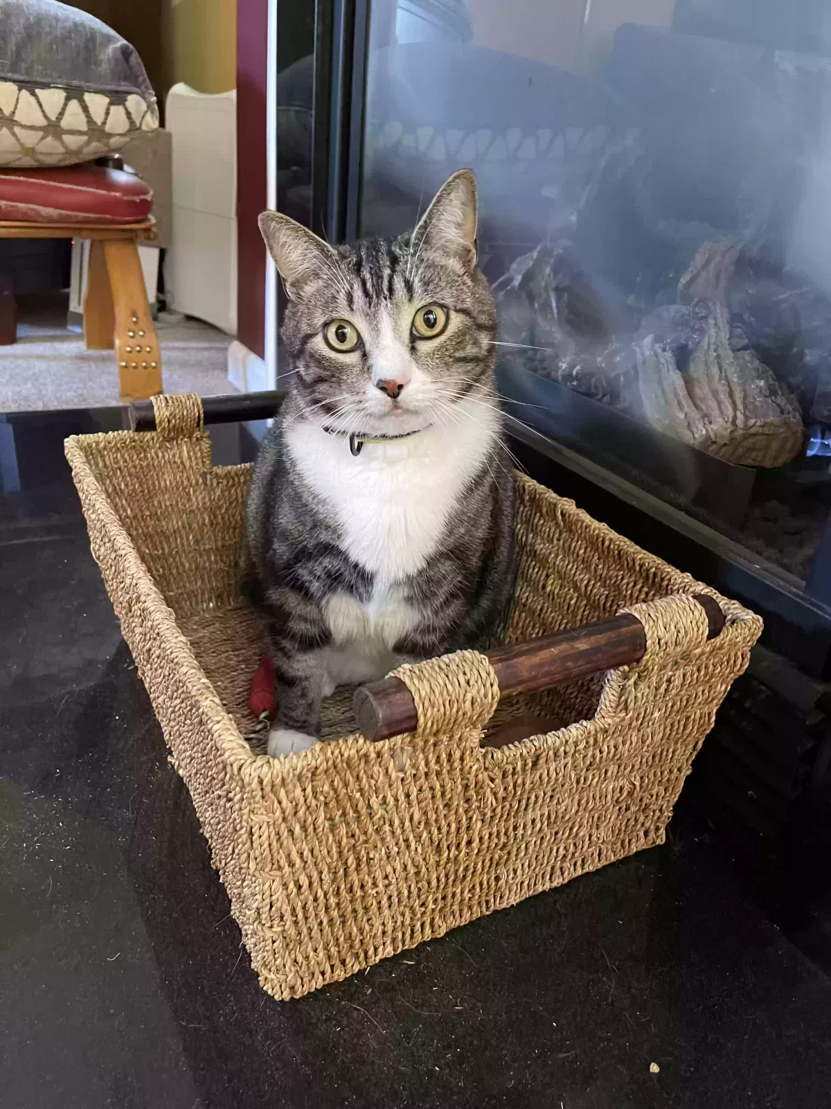 Lost cat in Monroe, NC, 28110