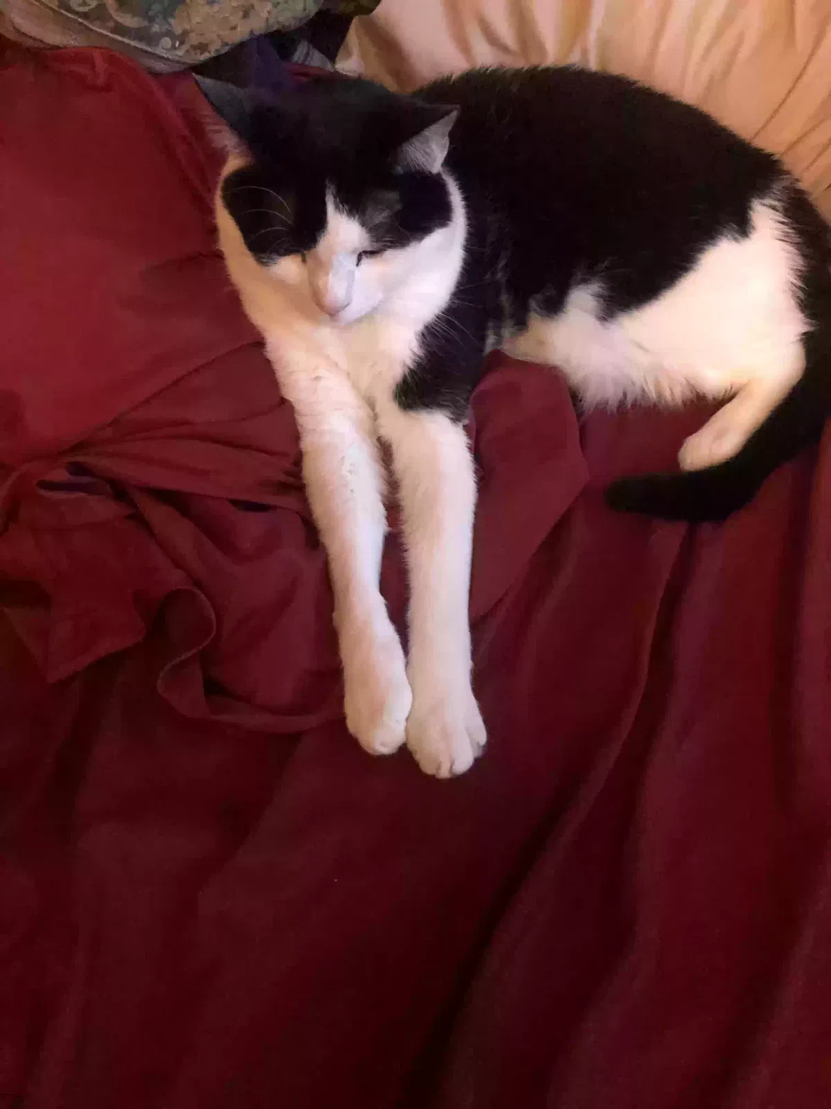 Lost cat in Schenectady, NY, 12306