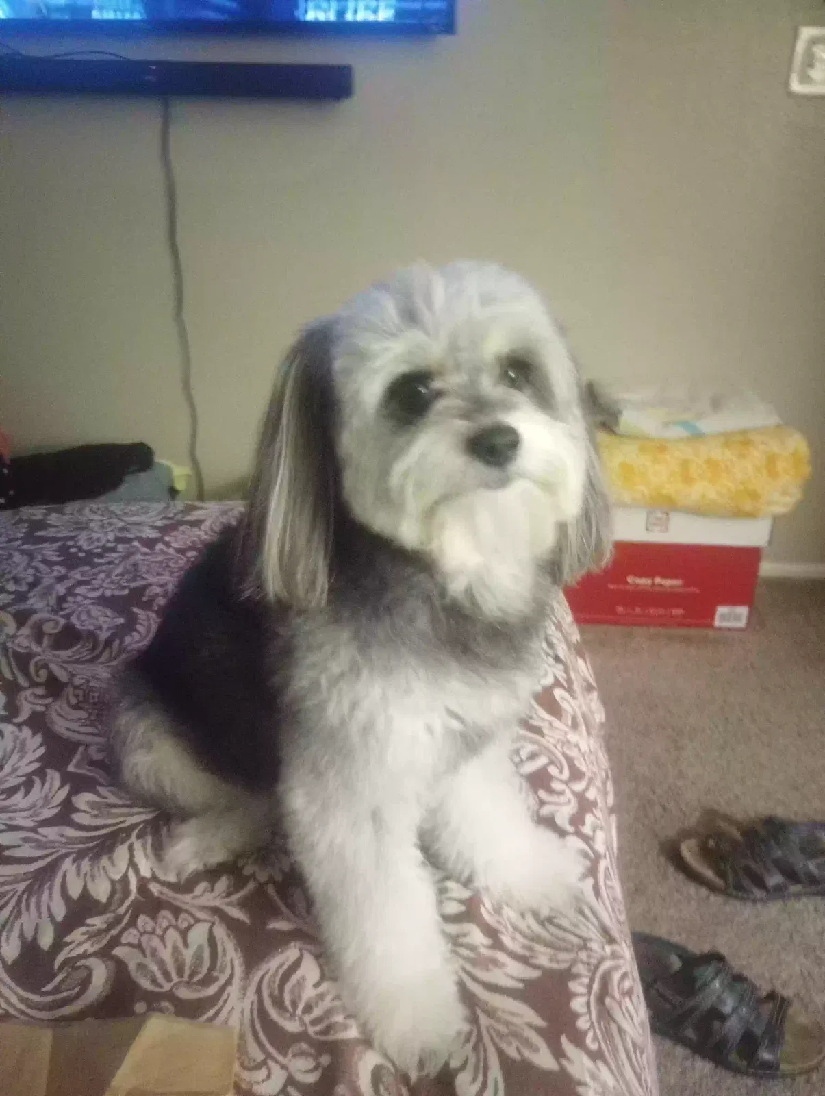 Lost dog in Phoenix, AZ, 85033