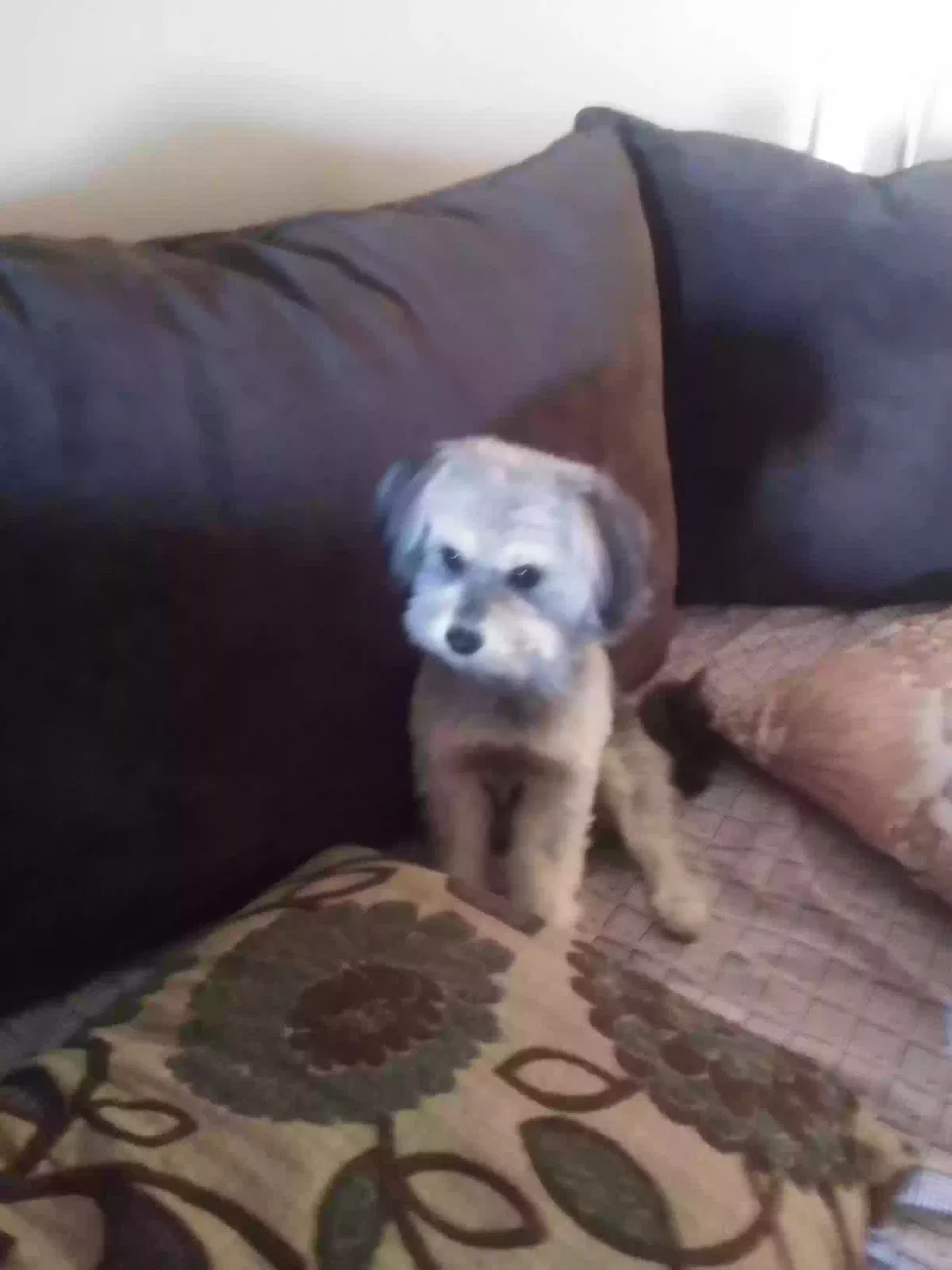 Lost dog in Phoenix, AZ, 85033
