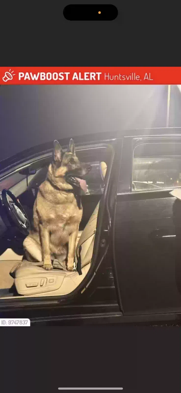 Lost dog in Huntsville, AL, 35811