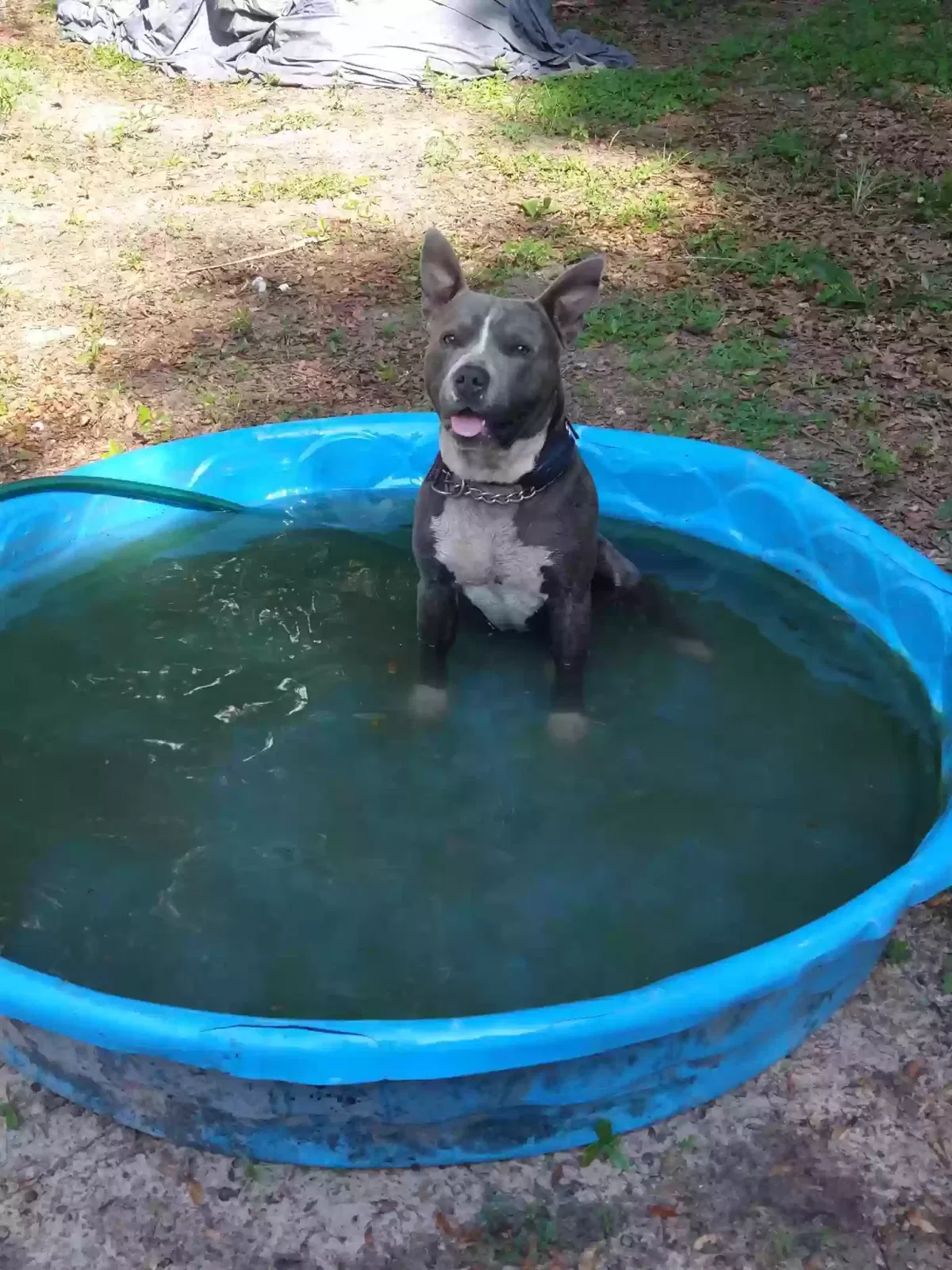 Lost dog in Reddick, FL, 32686