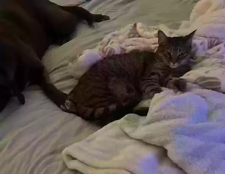 Lost cat in Shirley, NY, 11967