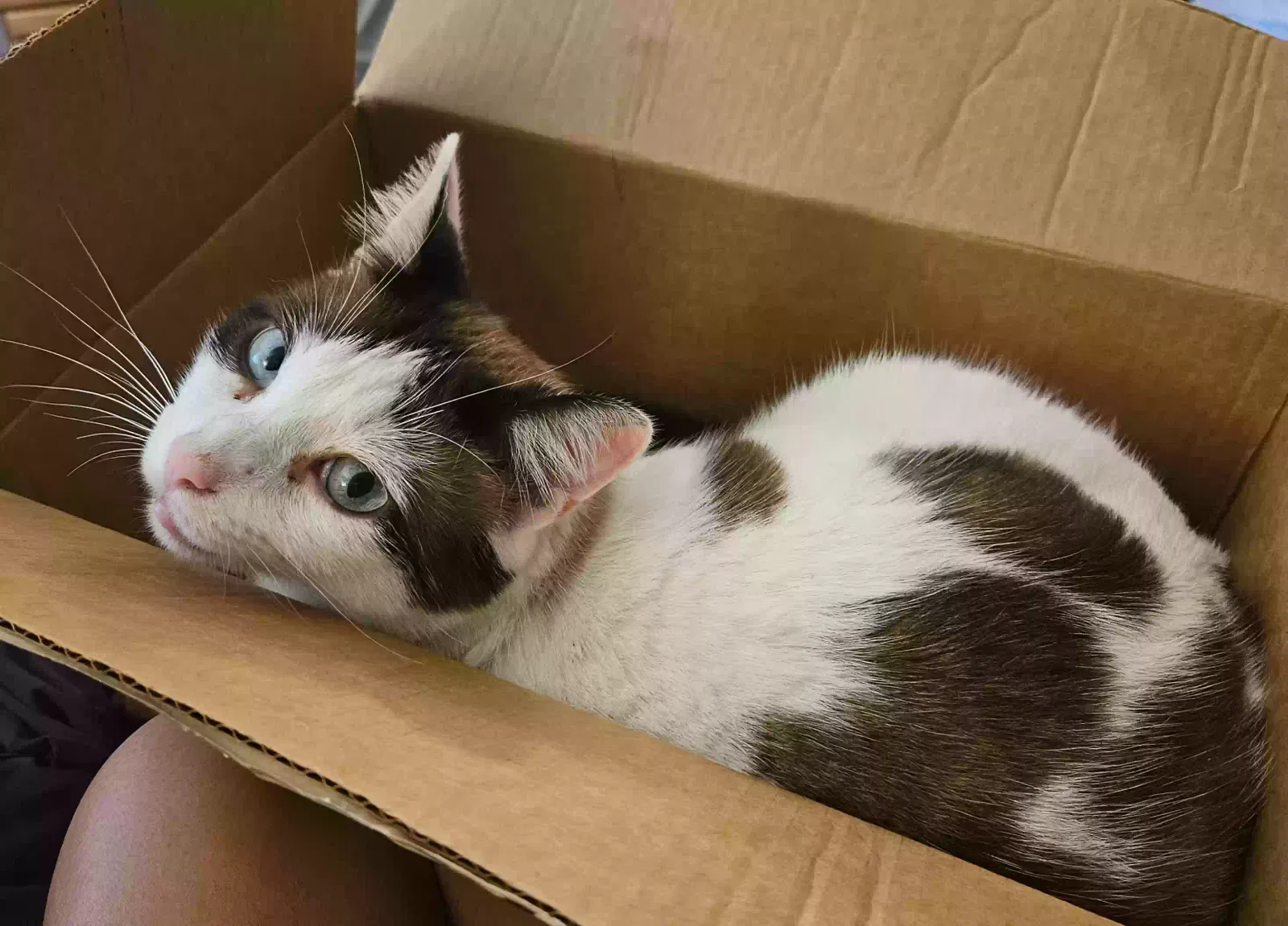 Lost cat in Garretson, SD, 57030
