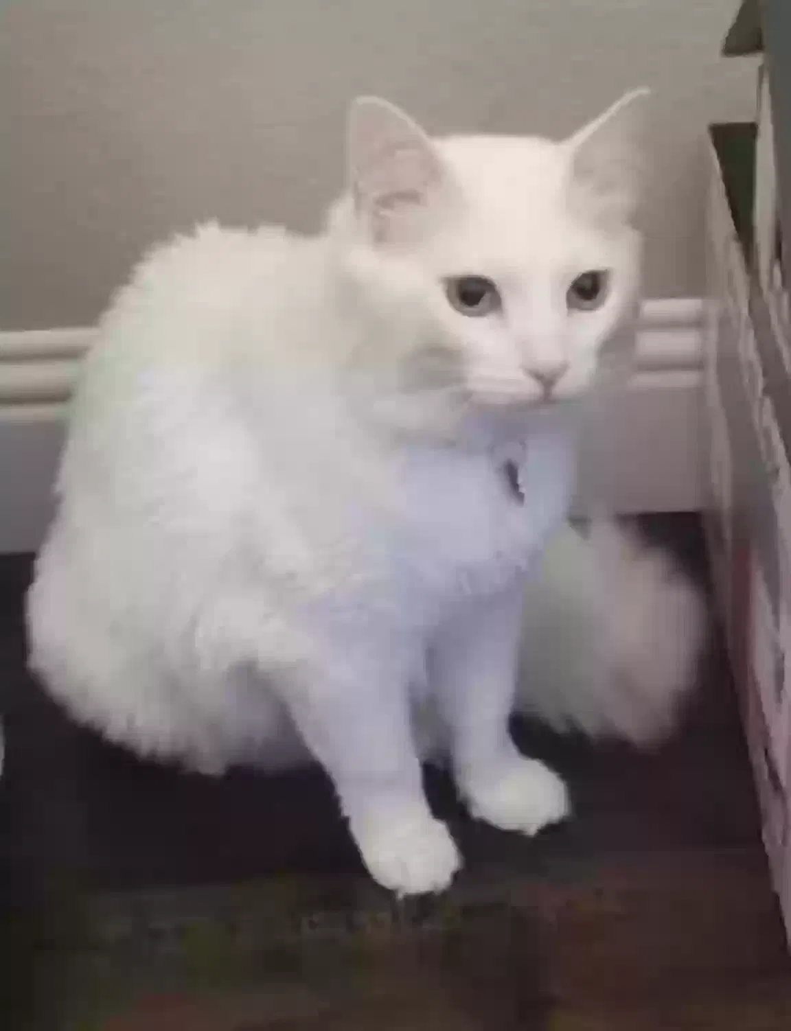 Lost cat in Mesquite, TX, 75181