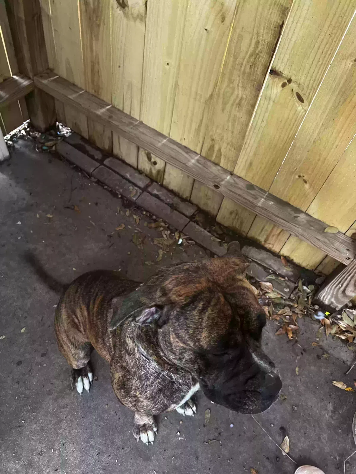 Found dog in Spring, TX, 77388
