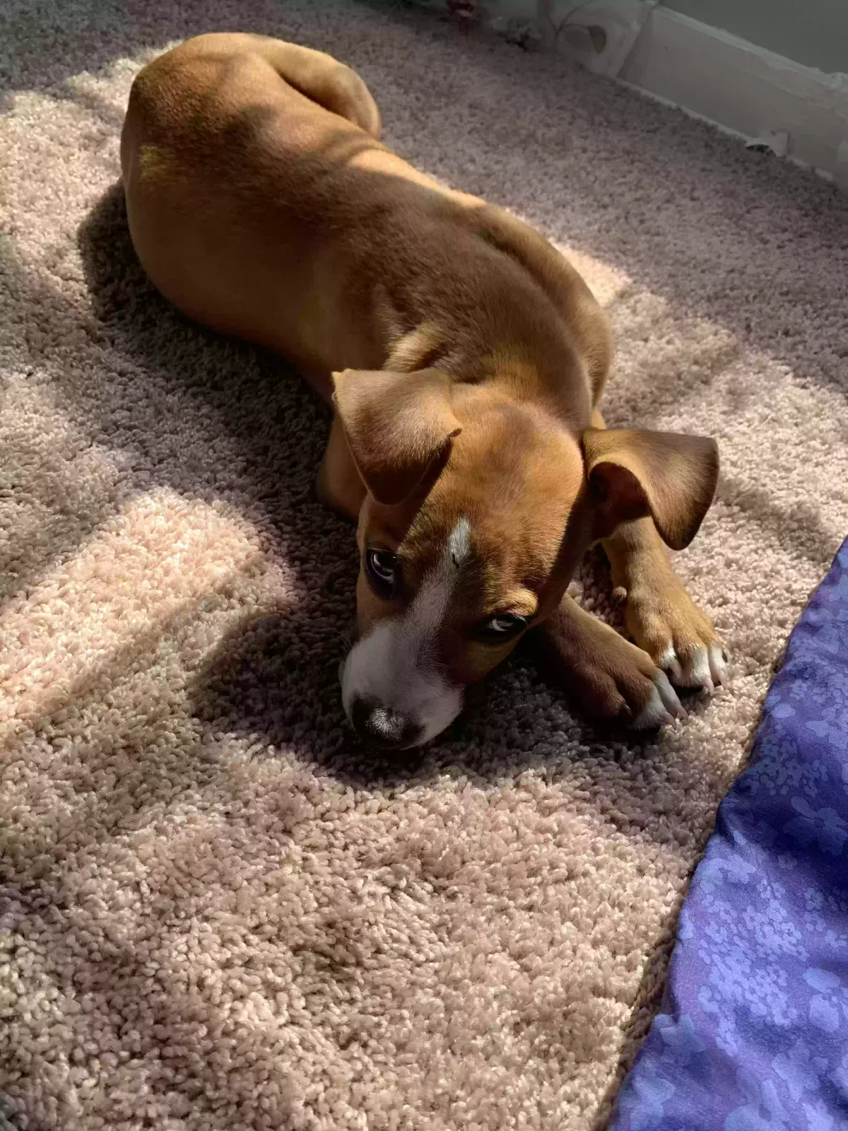 Lost dog in Jacksonville, FL, 32211